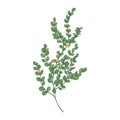 Box or boxwood plant isolated on white background. Natural drawing of poisonous wild evergreen shrub used in herbal