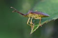 Box Bug - Gonocerus acuteangulatus Royalty Free Stock Photo