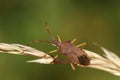 A Box Bug, Gonocerus acuteangulatus, on grass seeds. Royalty Free Stock Photo