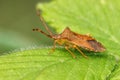 Box Bug - Gonocerus acuteangulatus resting on a leaf. Royalty Free Stock Photo