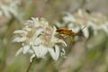 Box bug on a mountain flower Royalty Free Stock Photo