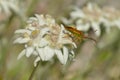Box bug on a mountain flower Royalty Free Stock Photo
