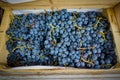 Box of colorful blue grapes sold in bulk at street market Royalty Free Stock Photo