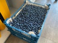 A box of delicious fresh beautiful healthy vitamin blueberry berry for healthy nutrition with antioxidants and trace elements