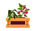 Box with edible plants for house farming, cartoon vector illustration isolated.