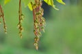 Box Elder or Boxelder tree. Acer negundo is a Latin name. Maple keys close-up.