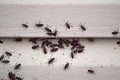 Box Elder Bug Infestation on House