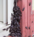 Box Elder Bugs on House