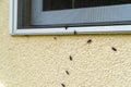 Box Elder bugs swarm and infest the siding of a house in the fall