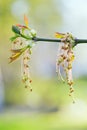 Male flowers of Box Elder Acer negundo in springtime, long stamens hanging from branch Royalty Free Stock Photo
