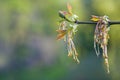 Male flowers of Box Elder Acer negundo in springtime, long stamens hanging from branch Royalty Free Stock Photo