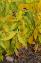 Box Elder tree autumn leaves detail variegated yellow and green, Acer Negundo, aceraceae family vertical Royalty Free Stock Photo