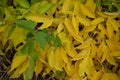 Box Elder tree autumn leaves detail Acer Negundo, aceraceae family Royalty Free Stock Photo