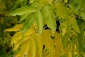 Box Elder tree autumn leaves detail splotchy yellow green Acer Negundo, aceraceae family