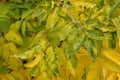 Box Elder tree autumn leaves detail variegated yellow and green, Acer Negundo, aceraceae family Royalty Free Stock Photo