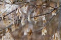 Box Elder tree seeds hang from the branches in early winter; Royalty Free Stock Photo