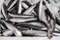 Box of Europian anchovy fishes. Royalty Free Stock Photo