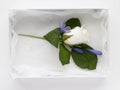 Box Filled With Rose Corsages Royalty Free Stock Photo