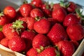 Box with french red ripe sweet strawberries Manon des Fraises, Fragaria ananassa harvested in Provence, France