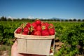 Box with french red ripe sweet strawberries Manon des Fraises, Fragaria ananassa harvested in Provence, France