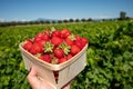 Box with french red ripe sweet strawberries Manon des Fraises, Fragaria ananassa harvested in Provence, France