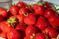 Box with french red ripe sweet strawberries Manon des Fraises, Fragaria ananassa harvested in Provence, France