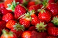 Box with french red ripe sweet strawberries Manon des Fraises, Fragaria ananassa harvested in Provence, France