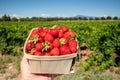 Box with french red ripe sweet strawberries Manon des Fraises, Fragaria ananassa harvested in Provence, France