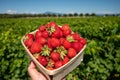 Box with french red ripe sweet strawberries Manon des Fraises, Fragaria ananassa harvested in Provence, France