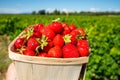 Box with french red ripe sweet strawberries Manon des Fraises, Fragaria ananassa harvested in Provence, France