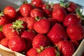 Box with french red ripe sweet strawberries Manon des Fraises, Fragaria ananassa harvested in Provence, France