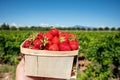 Box with french red ripe sweet strawberries Manon des Fraises, Fragaria ananassa harvested in Provence, France