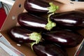 Box fresh aubergines Royalty Free Stock Photo