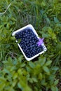 A box of fresh blueberries in the nature. Vaccinium myrtillus fuits in the wild Royalty Free Stock Photo