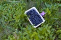 A box of fresh blueberries in the nature. Vaccinium myrtillus fuits in the wild Royalty Free Stock Photo