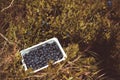 A box of fresh blueberries in the nature. Vaccinium myrtillus fuits in the wild Royalty Free Stock Photo