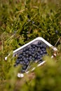 A box of fresh blueberries in the nature. Vaccinium myrtillus fuits in the wild Royalty Free Stock Photo