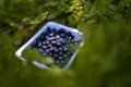 A box of fresh blueberries in the nature. Vaccinium myrtillus fuits in the wild Royalty Free Stock Photo