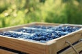 Box of fresh blueberries outdoors, closeup. Seasonal berries