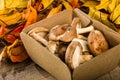 Box of fresh Portobella mushrooms with autumn leaves Royalty Free Stock Photo