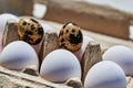 Box of fresh quail eggs with speckled shell with chicken eggs Royalty Free Stock Photo