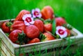 Box of fresh strawberries outdoors soft focus sharpness Royalty Free Stock Photo