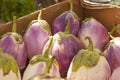 A box full of beautiful white and purple Bianca eggplants Royalty Free Stock Photo