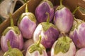 A box full of beautiful white and purple Bianca eggplants Royalty Free Stock Photo