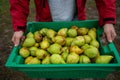 box full of delicious ripe yellow-green pears in male hands Royalty Free Stock Photo