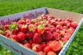 Box full of fresh organic strawberries in the field Royalty Free Stock Photo