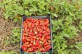 Box full with fresh red strawberries in the field Royalty Free Stock Photo