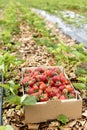 Box full with fresh red strawberries on a strawberry field Royalty Free Stock Photo