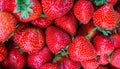 A box full of fresh, ripe, red strawberries Royalty Free Stock Photo