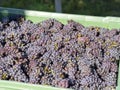 Box full of freshly picked bunches of black grapes. Purple background
